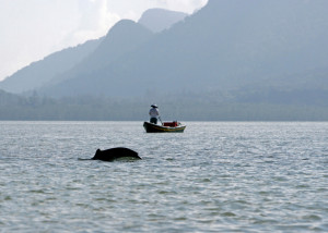 Ayeyarwaddy Dolphin