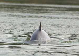 Ayeyarwaddy Dolphins