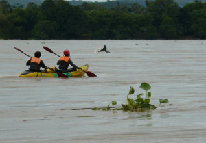 Ayeyarwaddy Dolphins Myanmar